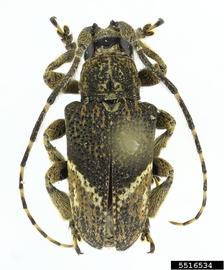  Euthima rodens ; © E.H. Nearns